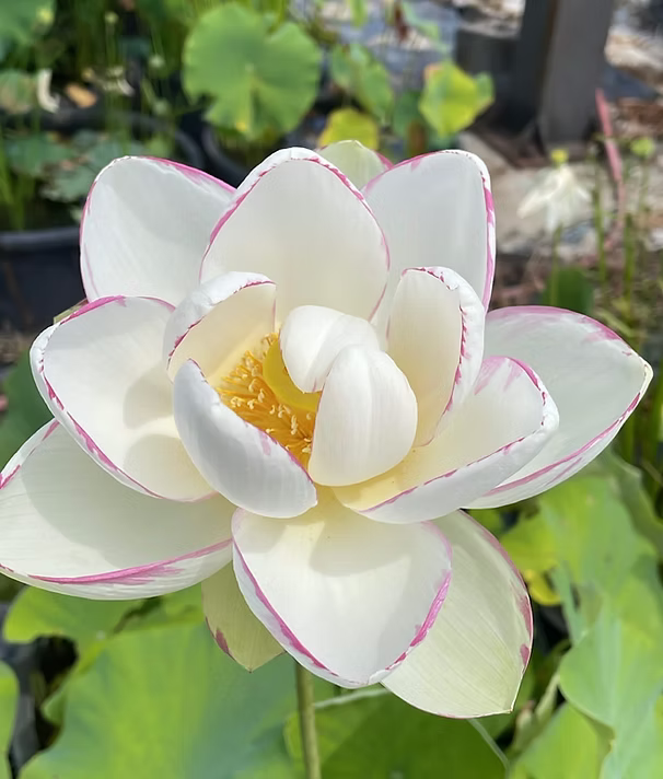 Semi Di Loto Nelumbo Nucifera - Mix Di 10 Semi, Pianta Acquatica Resistente Per Laghetti Loto Da Ciotola Semi Di Loto Nelumbo Nucifera - Mix Di 10 Semi, Pianta Acquatica Resistente Per Laghetti Loto Da Ciotola