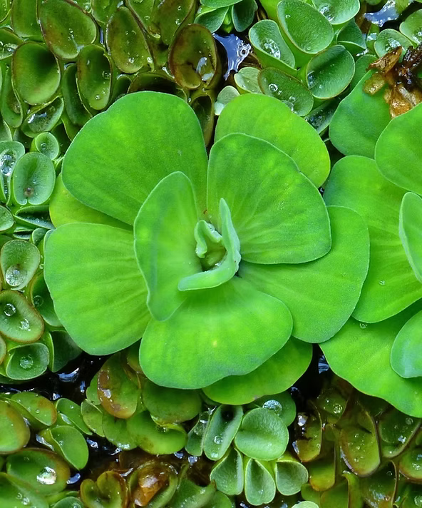 Piante Galleggianti