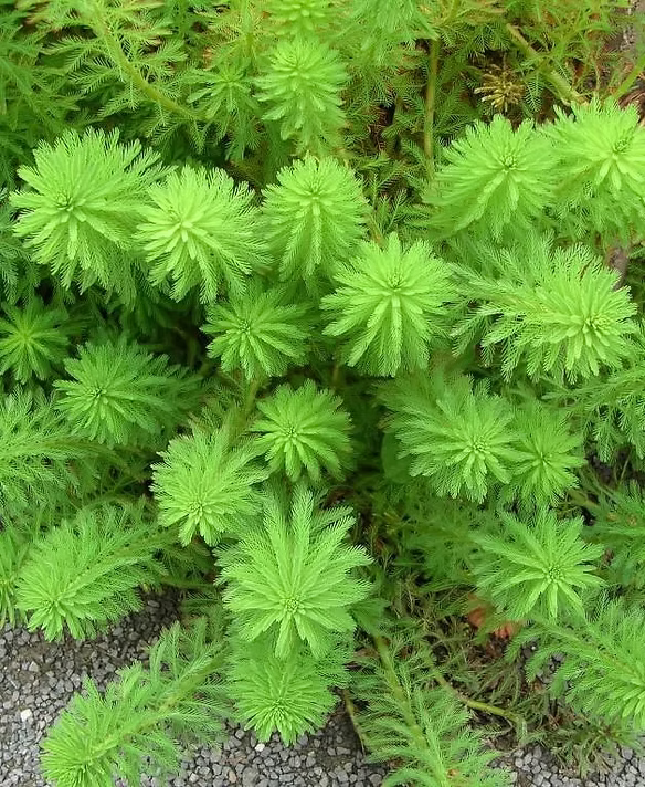 Piante Ossigenanti