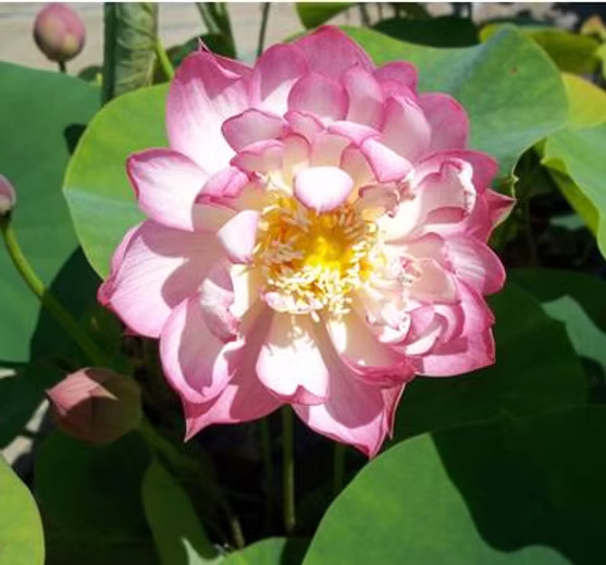 Nelumbo Nani