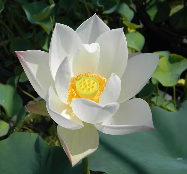 Nelumbo Medi