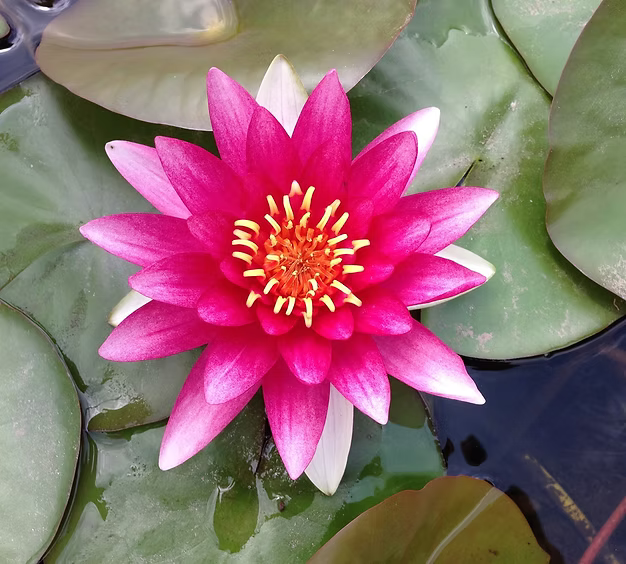 Nymphaea Siam Purple - Ninfea ISG Rustica - Acquista Online Su Vivaibambù Store - Foto 5
