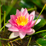 Ninfea FORMOSA - VivaiVanetti