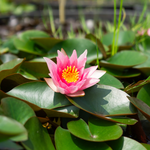 Ninfea ROSY MORN