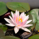 Ninfea STARBURST - VivaiVanetti