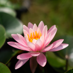 Ninfea PRINCESS ELIZABETH - VivaiVanetti