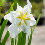 Iris Ensata White Lady - VivaiVanetti