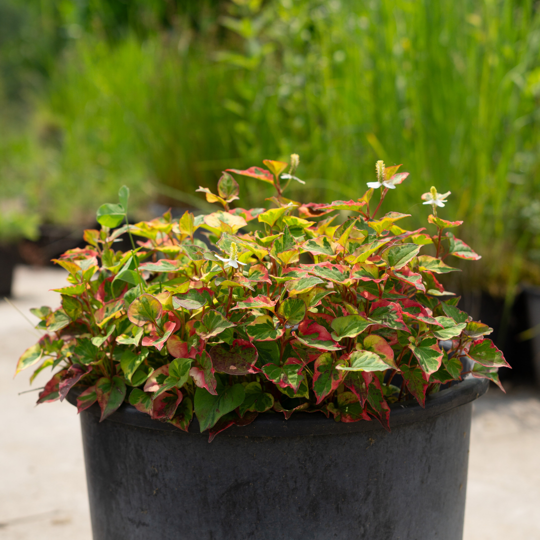 Houttuynia cordata camaleon - VivaiVanetti