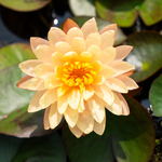 Ninfea MANGKALA UBOL - VivaiVanetti