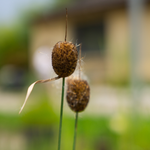 TYPHA MINIMA - VivaiVanetti