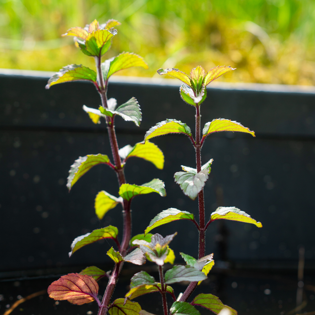 MENTHA AQUATICA RUBRA - VivaiVanetti