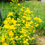 MIMULUS LUTEUS - VivaiVanetti