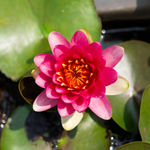 Ninfea PERRY'S STRAWBERRY PINK - VivaiVanetti