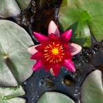 Ninfea LAYDEKERI FULGENS - VivaiVanetti