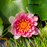 Ninfea ATTRACTION - VivaiVanetti