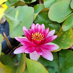 Ninfea CONQUEROR - VivaiVanetti