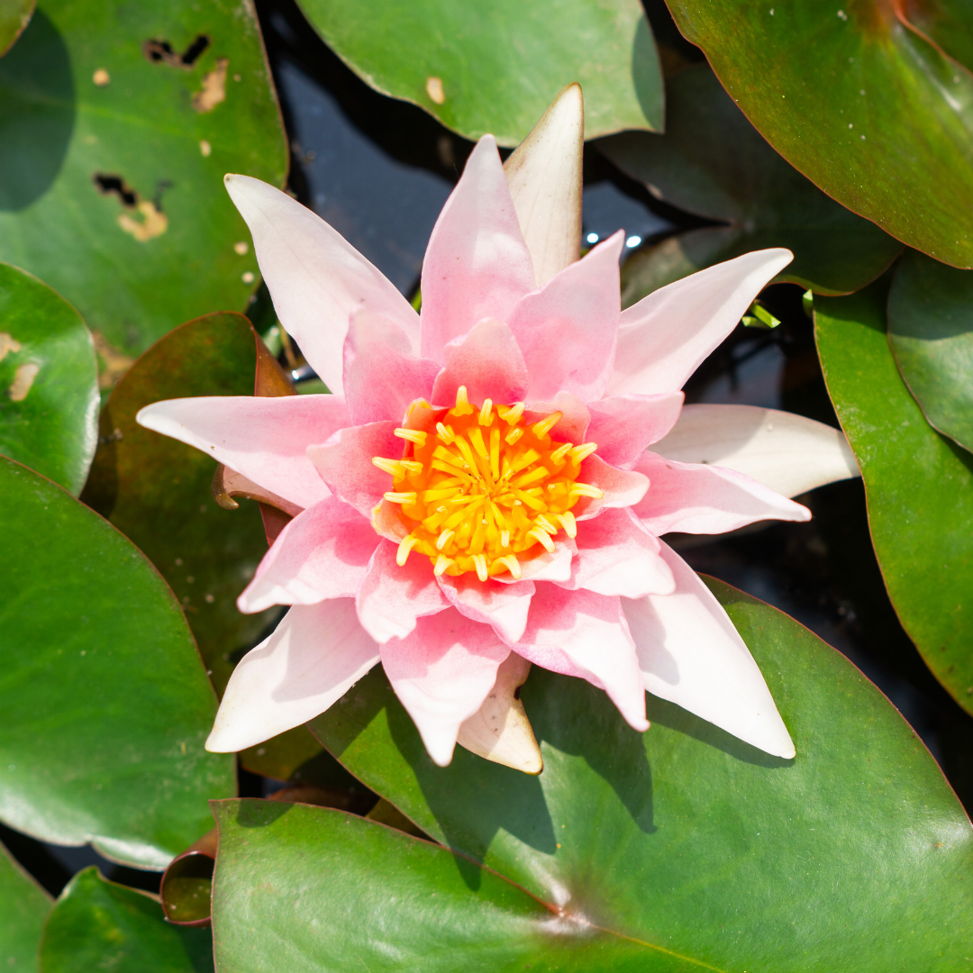 Amabilis – Ninfea rosa chiaro con stami arancioni - VivaiVanetti