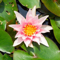 Amabilis – Ninfea rosa chiaro con stami arancioni - VivaiVanetti