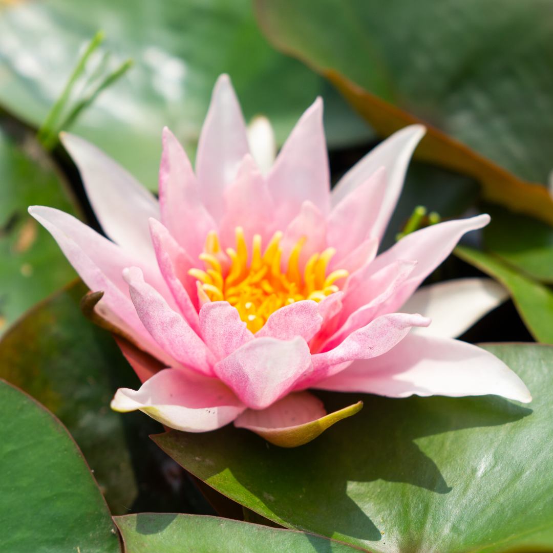 Amabilis – Ninfea rosa chiaro con stami arancioni - VivaiVanetti