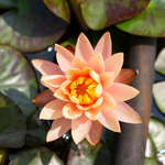 Ninfea PEACE LILY - VivaiVanetti