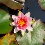 Ninfea FABIOLA - VivaiVanetti