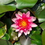 Ninfea MASANIELLO - VivaiVanetti