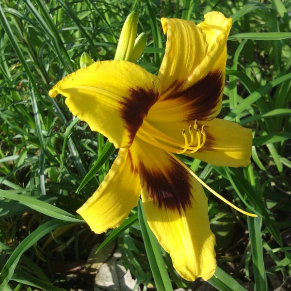 Hemerocallis desperado love - VivaiVanetti