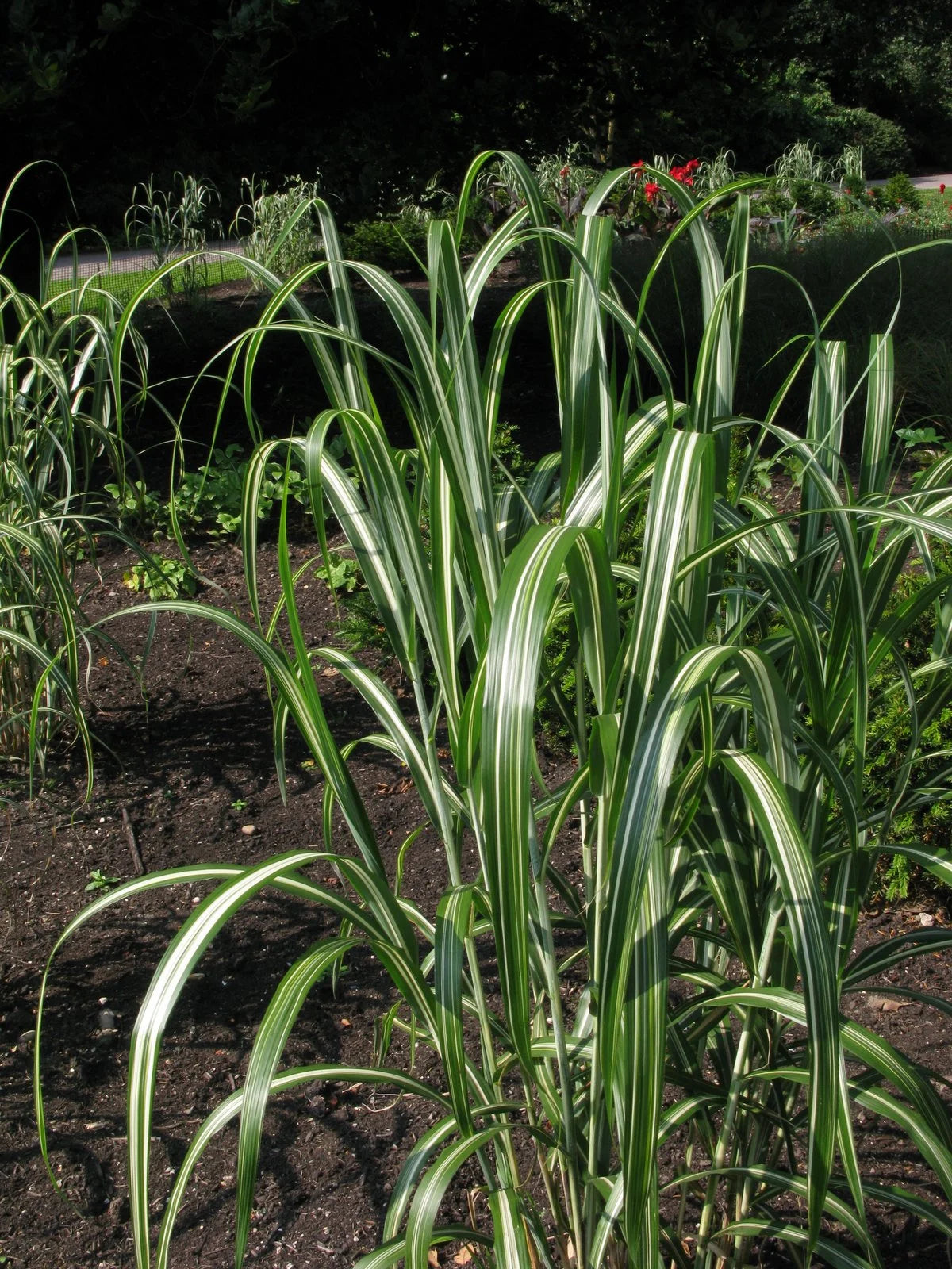 Miscanthus condensatus cabaret - VivaiVanetti