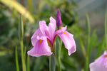 Iris Laevigata Rose Queen - VivaiVanetti