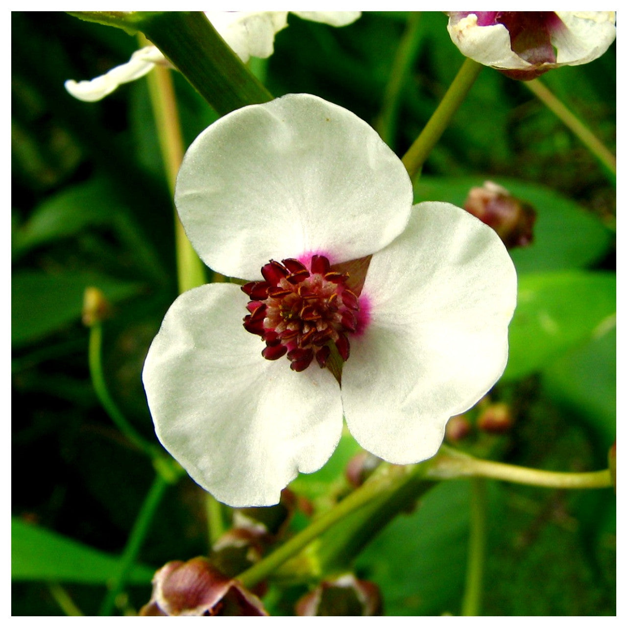 Sagittaria sagittifolia - VivaiVanetti