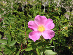ROSA PALUSTRIS - VivaiVanetti