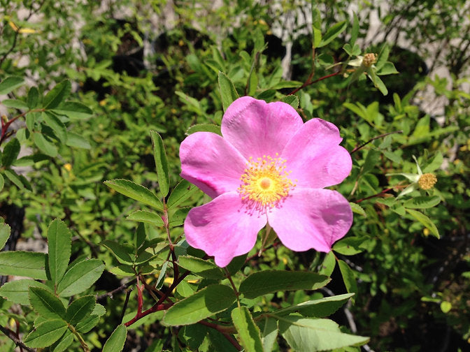ROSA PALUSTRIS - VivaiVanetti