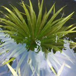 STRATIOTES ALOIDES (Erba coltella dei fossi) - VivaiVanetti