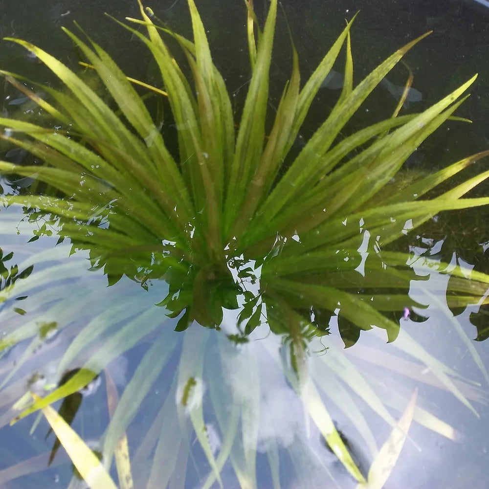 STRATIOTES ALOIDES (Erba coltella dei fossi) - VivaiVanetti