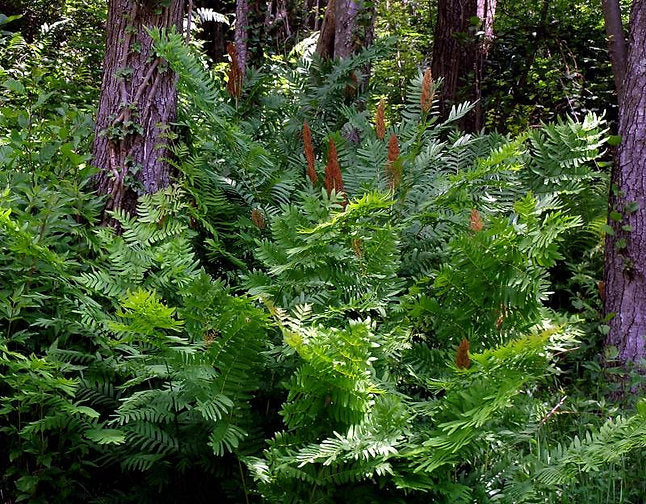 OSMUNDA REGALIS (Felce Regale) - VivaiVanetti