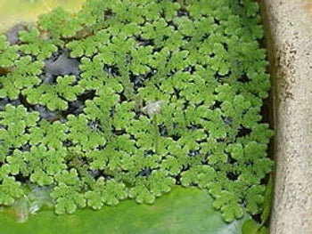AZOLLA CAROLINIANA - VivaiVanetti
