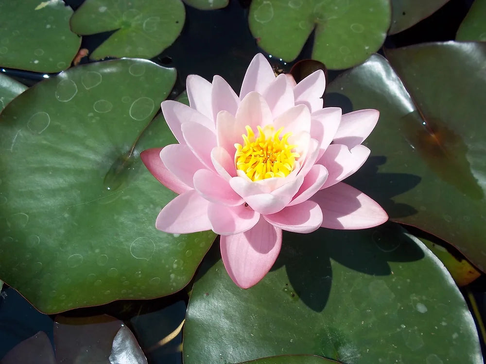 ODORATA LUCIANA - VivaiVanetti
