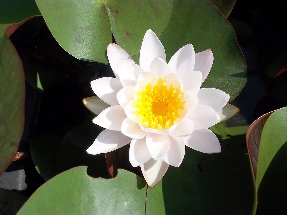 ODORATA W. B. SHAW - VivaiVanetti