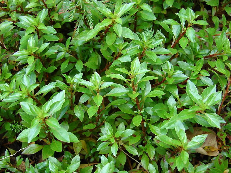 LUDWIGIA PALUSTRIS (Porracchia dei fossi) - VivaiVanetti