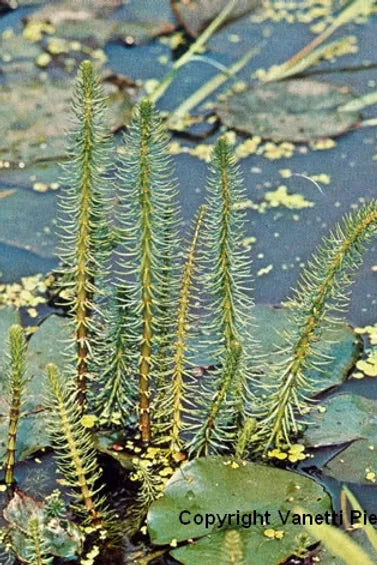 HIPPURIS VULGARIS - VivaiVanetti