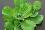 PISTIA STRATIOTES (Lattuga d'acqua) - VivaiVanetti