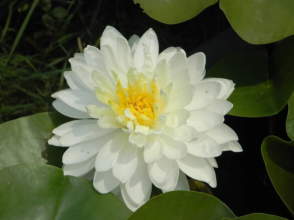 WHITE 1000 PETALS - VivaiVanetti