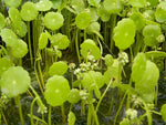 HYDROCOTYLE VULGARIS - VivaiVanetti