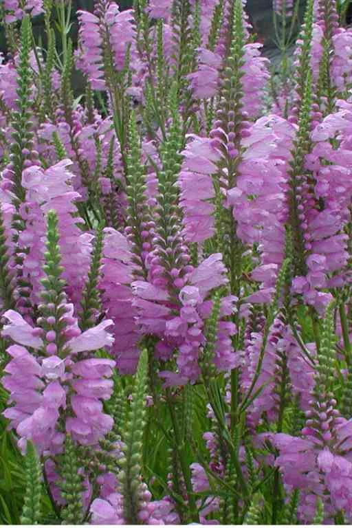 PHYSOSTEGIA VIRGINIANA - VivaiVanetti