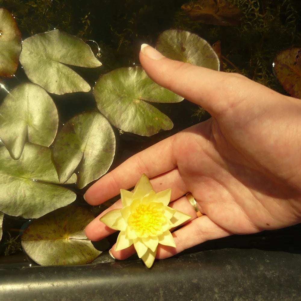 PYGMAEA HELVOLA - VivaiVanetti