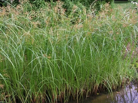 CYPERUS LONGUS - VivaiVanetti