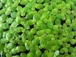 LEMNA MINOR (Lenticchia d'acqua) - Non Disponibile - VivaiVanetti