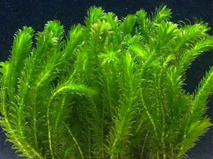 ELODEA CANADENSIS - VivaiVanetti