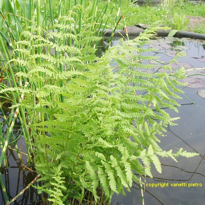 THELYPTERIS PALUSTRIS - VivaiVanetti