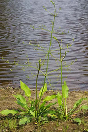 ALISMA PLANTAGO - AQUATICA - VivaiVanetti